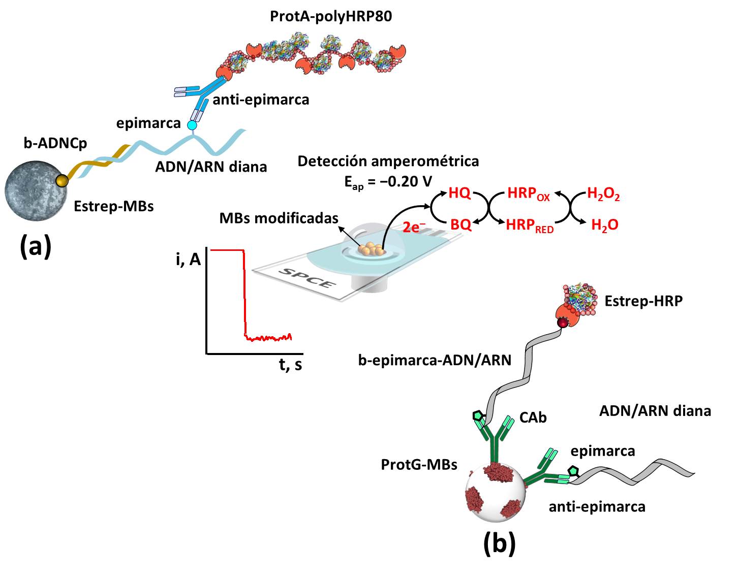 Figura 1. Diagrama esquemático de las plataformas biosensoras desarrolladas para la determinación de metilaciones en ácidos nucleicos a nivel regional (a) y global (b).